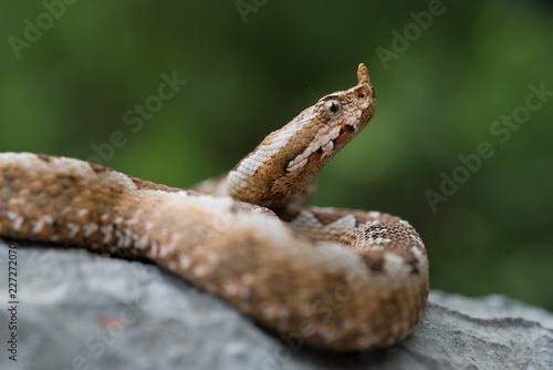 Juvenile nose horned viper (Vipera ammodytes)