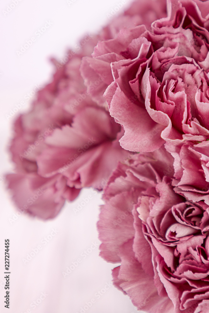 Pink carnation flowers on a light background