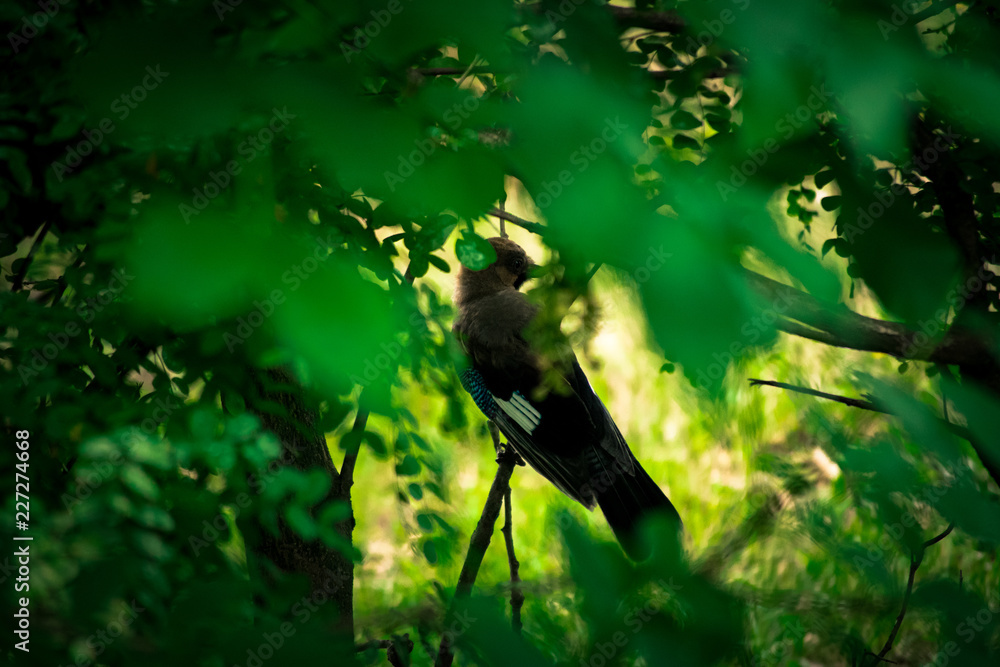 Photography Mockingjay in the bushes