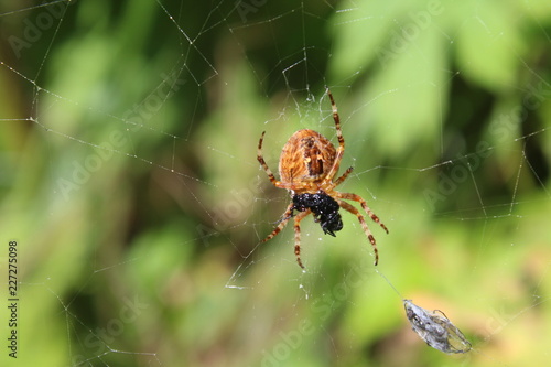 Spinne im Netz frisst Beute