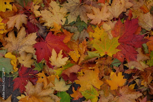 Autumn background with with colorful leaves