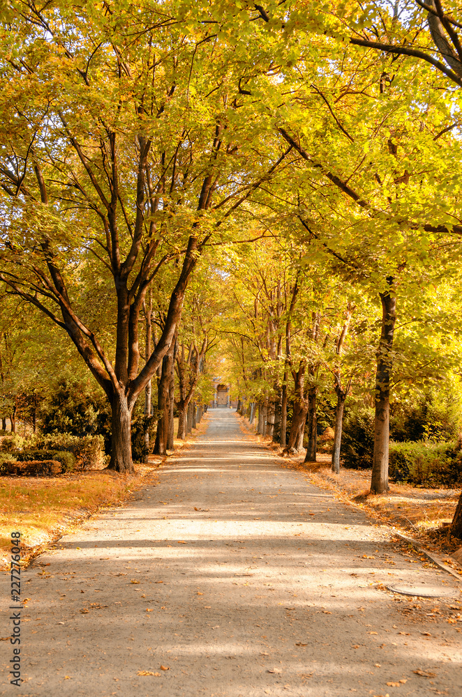 Naklejka premium a cemetry avenue in autumn with trees withs yellow leafs