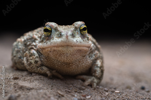 Natterjack toad (Epidalea calamita) at night. photo