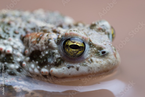 Natterjack toad (Epidalea calamita) at night. © Lennart