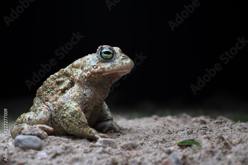 Natterjack toad (Epidalea calamita) at night.