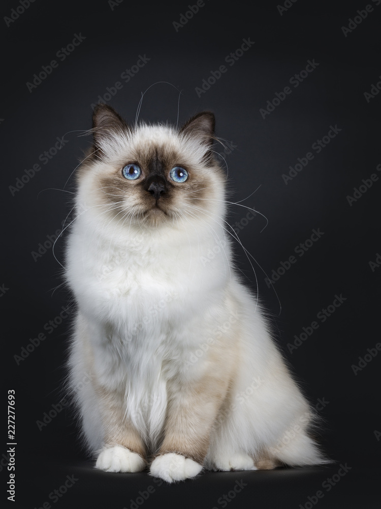 Excellent seal point Sacred Birman cat kitten with perfect white paws sitting straight up and looking up with blue eyes, isolated on black background