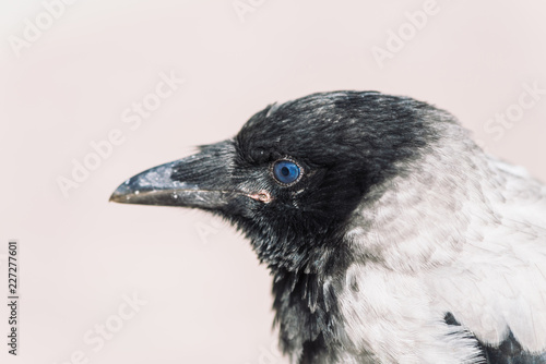 Head of young crow on gray background. Portrait of raven close up. Urban bird.