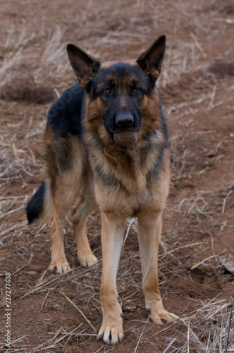 german shepherd dog © Francesco
