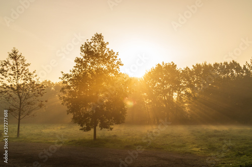 Early morning In an European Forest With fog and golden sunlight
