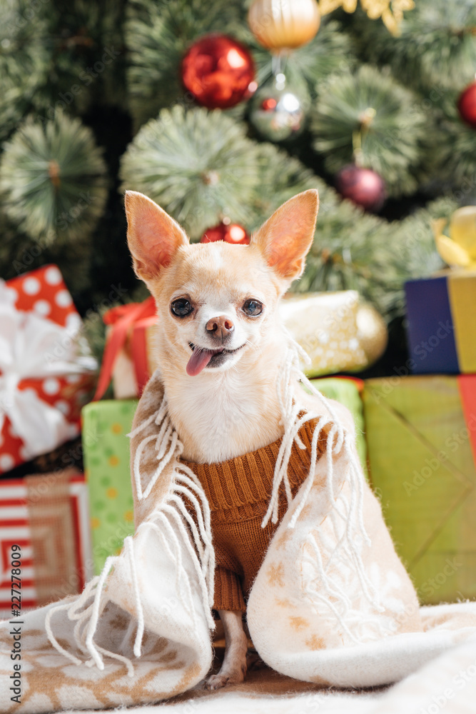 little chihuahua dog in brown sweater sticking tongue out with christmas gifts behind at home