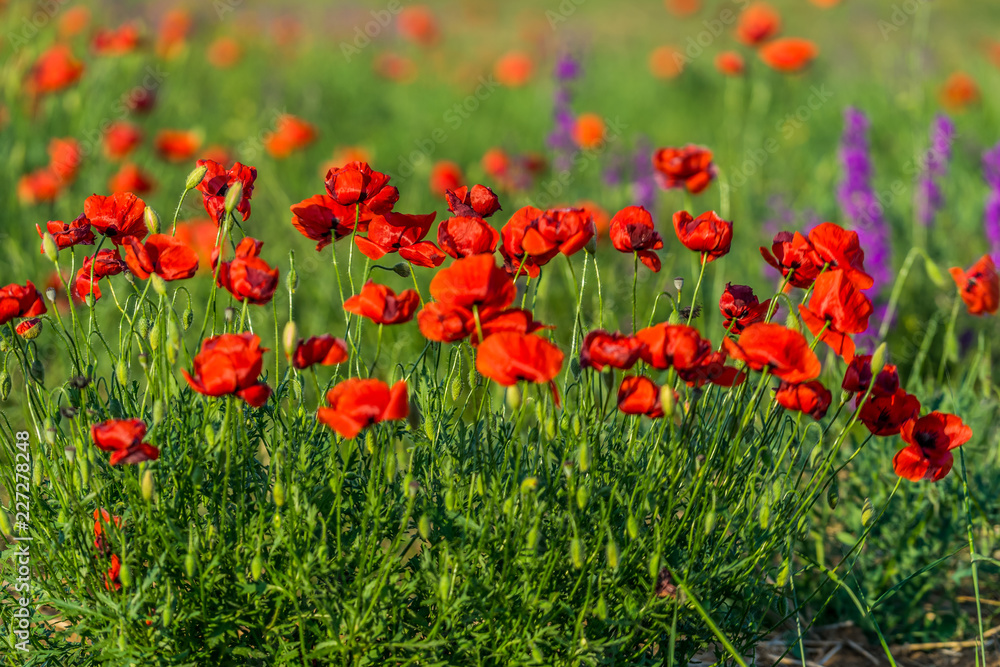 Natural background with red poppies on the background of the steppe.
