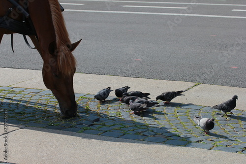 Horse eating pigeons
