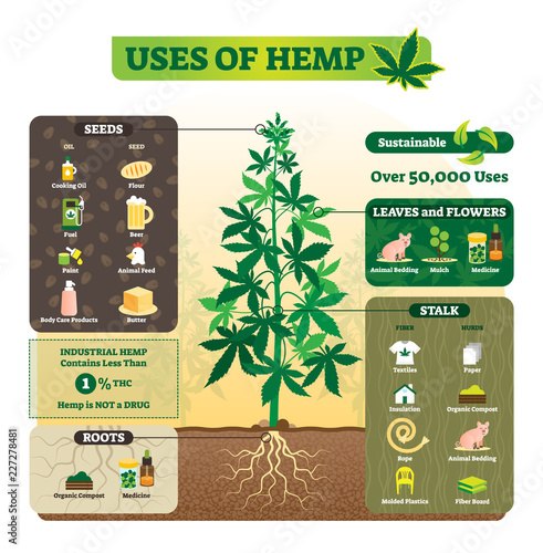 Uses of hemp vector illustration. Seeds, leaf, flower, root and stalk use. photo