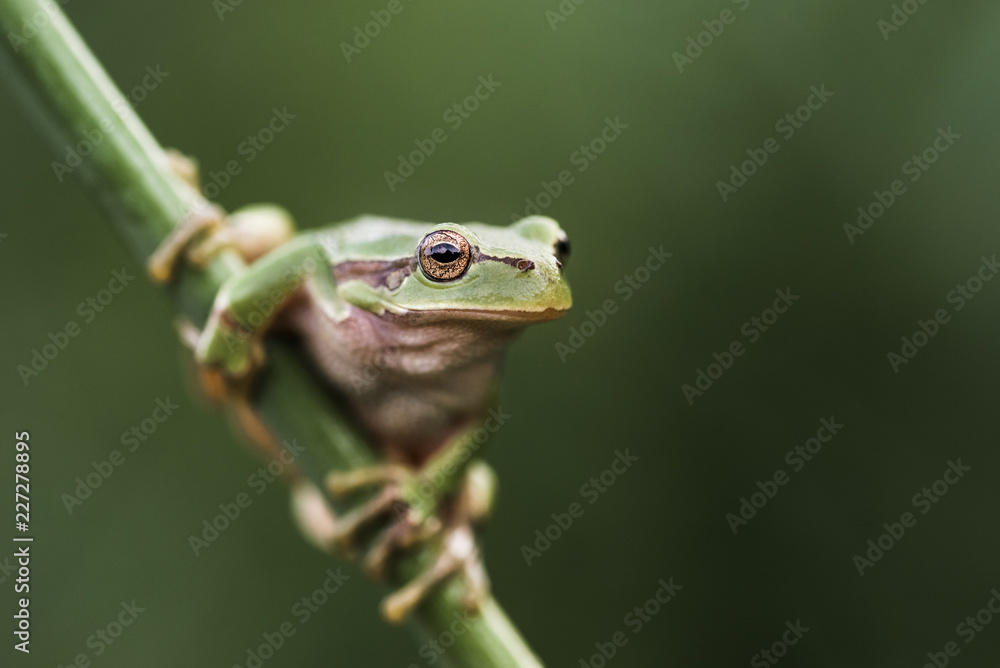 Fototapeta premium European tree frog (Hyla arborea)
