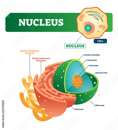 Nucleus vector illustration. Labeled diagram with isolated cell structure.