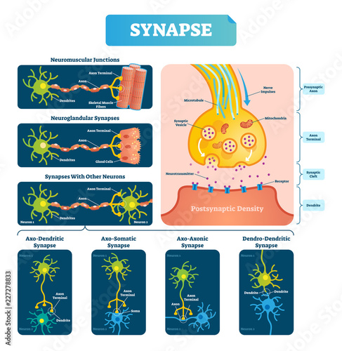 Synapse vector illustration. Labeled diagram with neuromuscular example. photo
