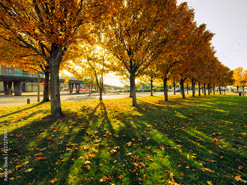 autumn tree against sun light,Belfast,Northern Ireland