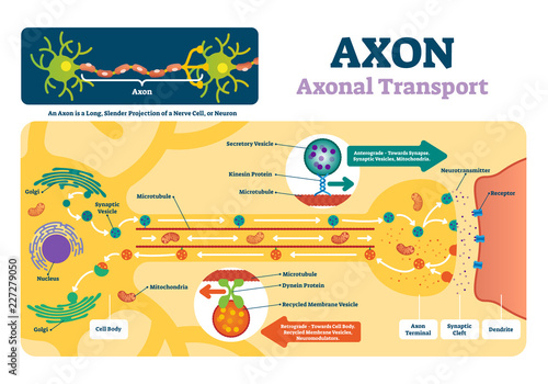 Axon vector illustration. Labeled diagram with explanation and structure. photo