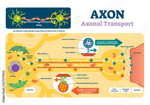Axon vector illustration. Labeled diagram with explanation and structure.