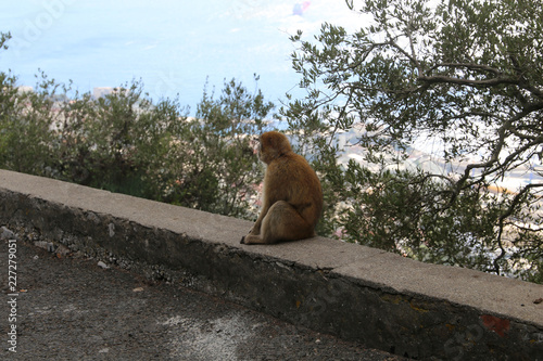 Affen auf Gibraltar © glashaut