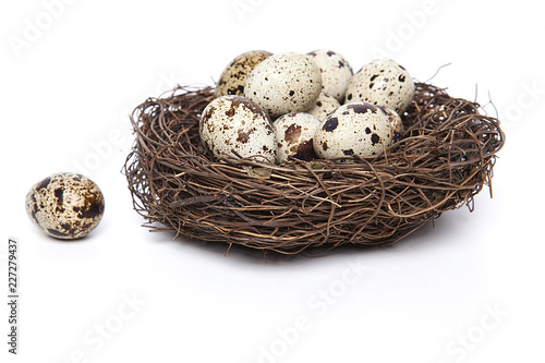 kuş yuvasında bıldırcın yumurtası