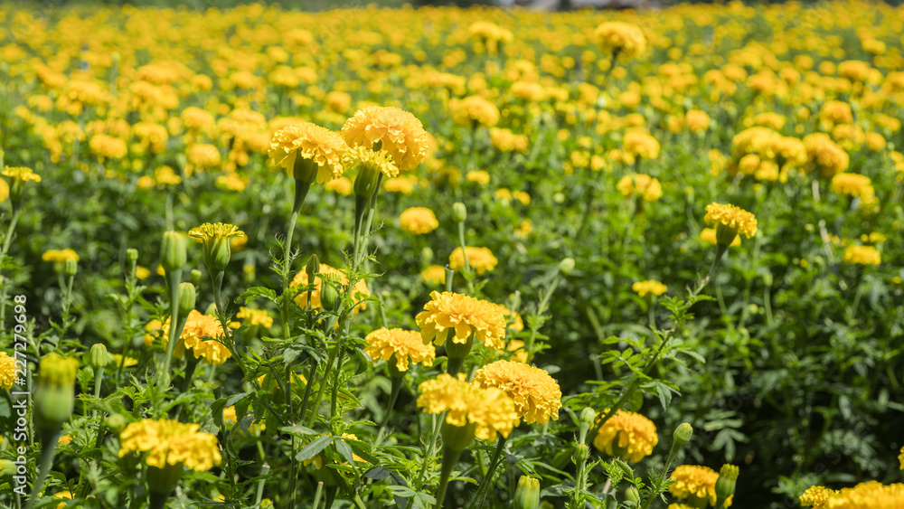 Marigold flower cultivation in Thailand 