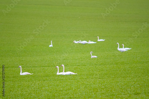 swans in the field