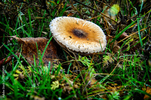 Autumn mushrooms in a clearing in the forest
