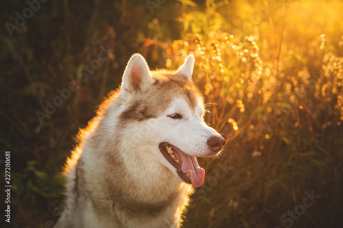 Profile Portrait of gorgeous Beige and white Siberian Husky dog sitting in the forest at golden sunset in autumn