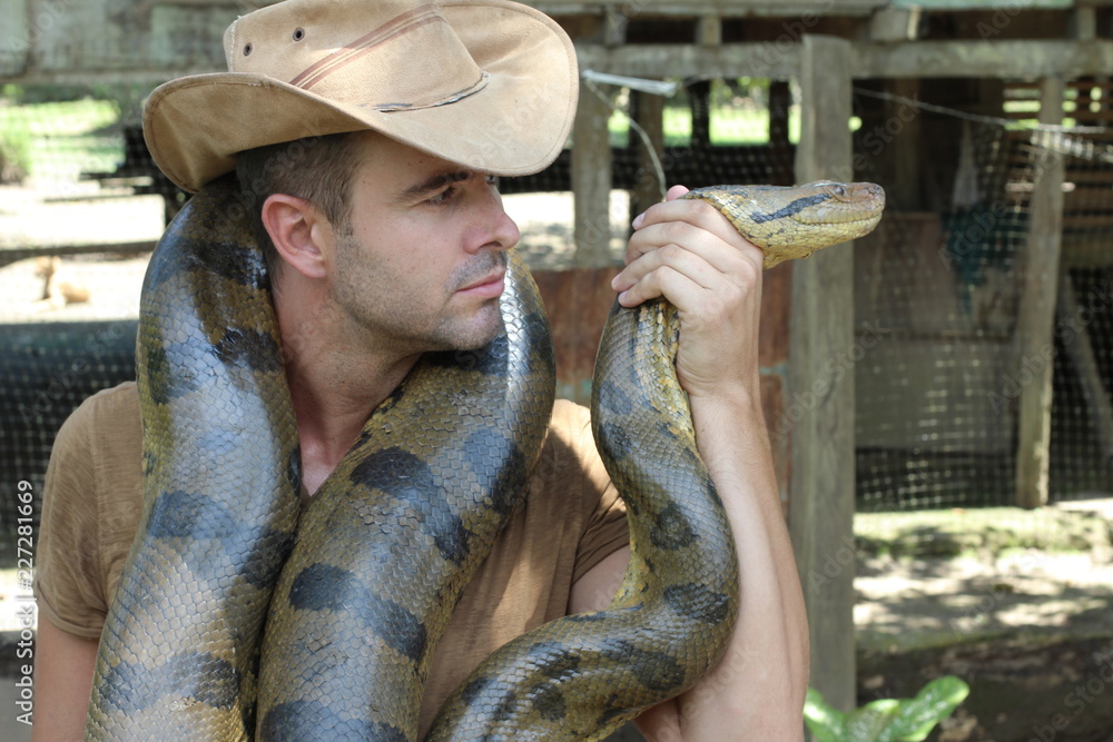 Fototapeta premium Powerful man controlling gigantic anaconda