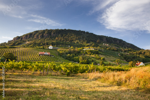 vineyards in Balaton highland, Badacsony mountain, Hungary photo
