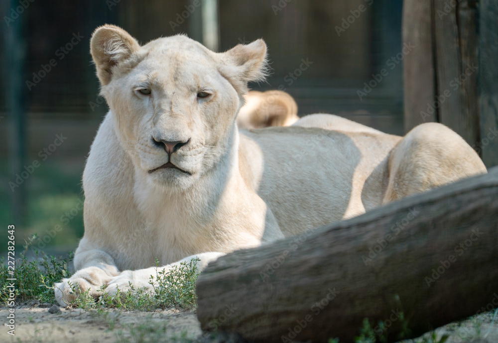 Naklejka premium white lioness in the park