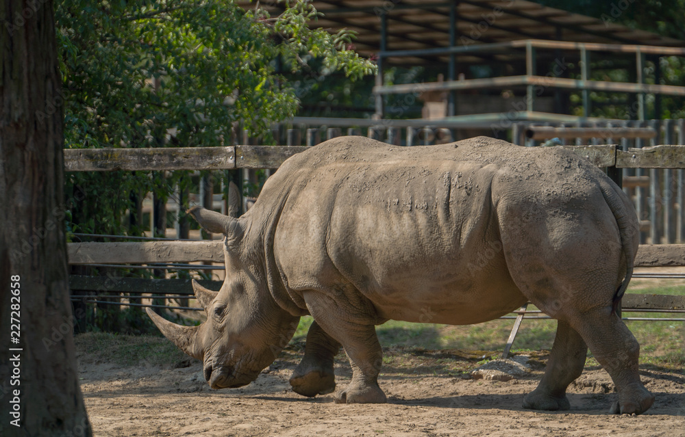Naklejka premium nosorożec w zoo