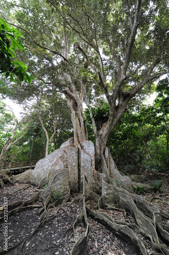 サキシマスオウノキ