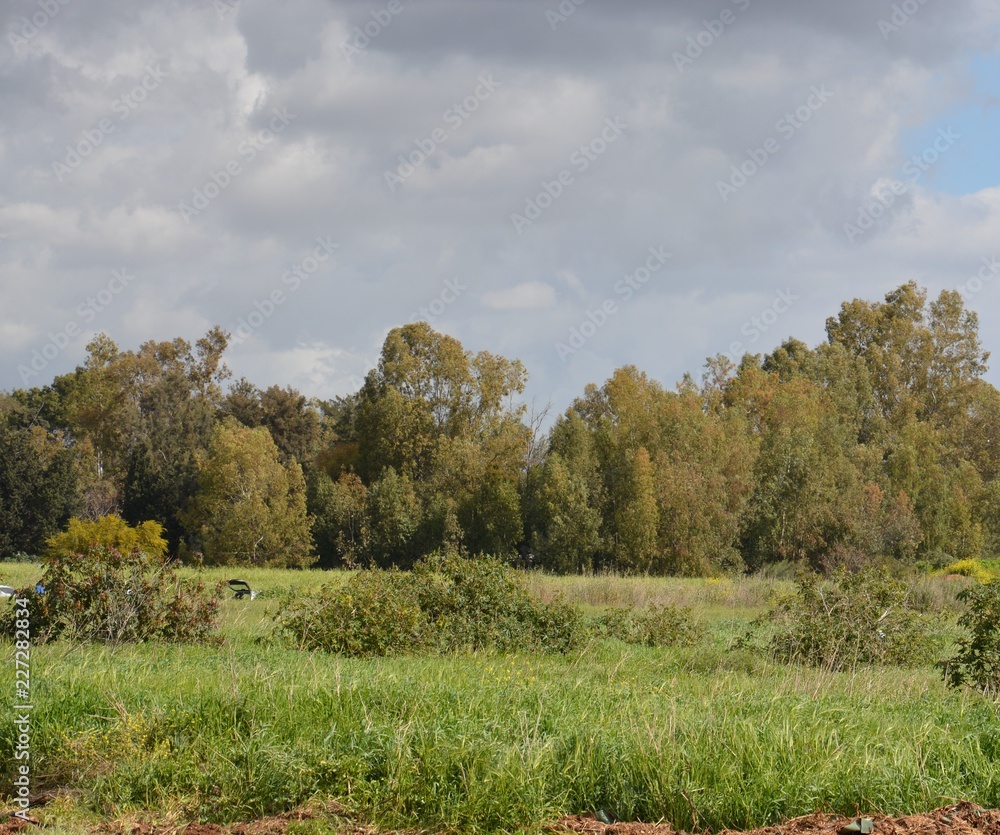 Fototapeta premium Hod Hasharon Park