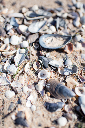 Sandy beach with lots of different seashells on a very bright and sunny summer day