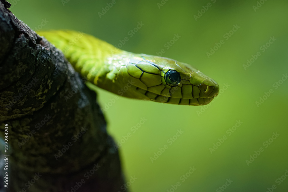 Closeup of a green mamba on a branch Closeup of a green mamba on a branch