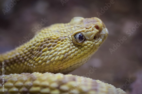Closeup of a northern neotropical rattlesnake