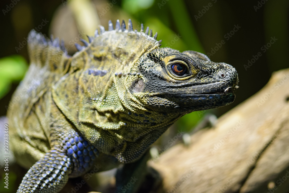 Closeup of a philippine sailfin lizard