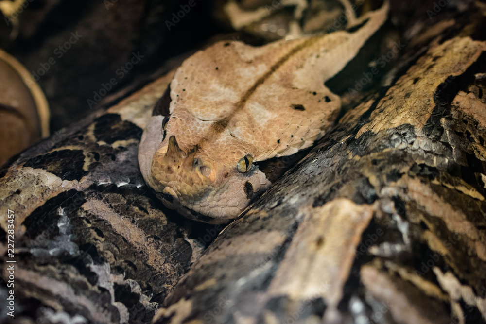 Closeup of a west african gaboon viper Closeup of a west african gaboon viper