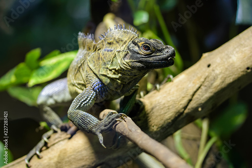 Closeup of a philippine sailfin lizard