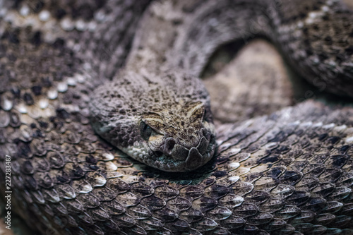 Closeup of a western diamondback rattlesnake