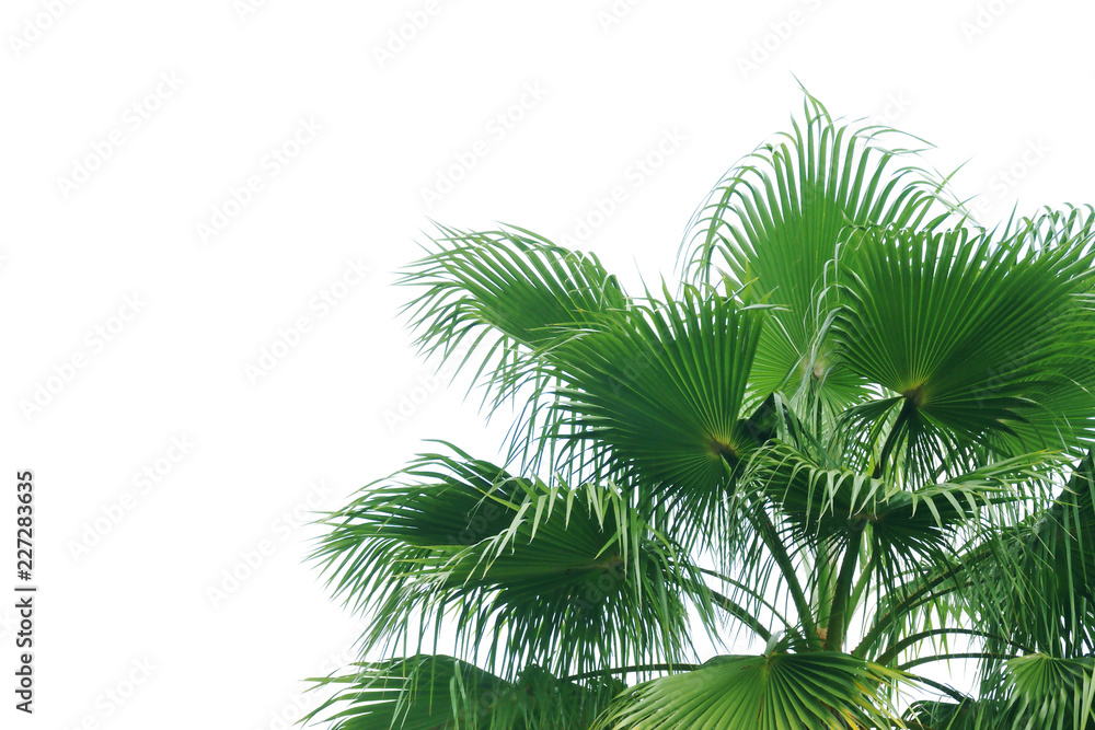 Exotic Tropical Palm Tree Isolated on White Background Exotic Tropical Palm Tree Isolated on White Background