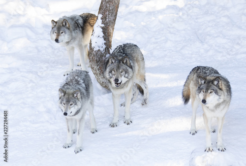 Timber wolves or grey wolves (Canis lupus) isolated on white background, timber wolf pack standing in the falling snow in Canada