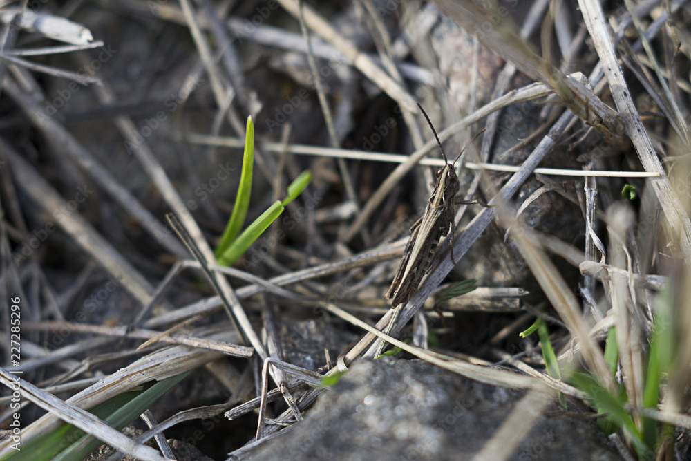 A grasshopper in the park. Walk in free time A grasshopper in the park. Walk in free time