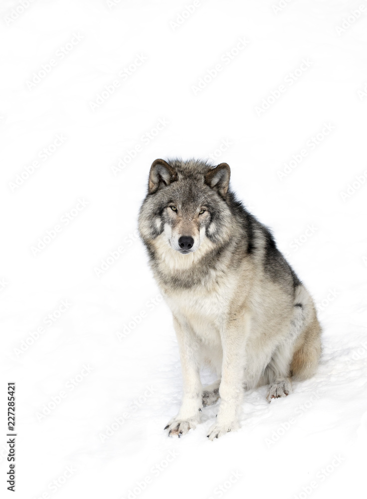 A lone Timber wolf or Grey Wolf (Canis lupus) standing in the winter snow in Canada