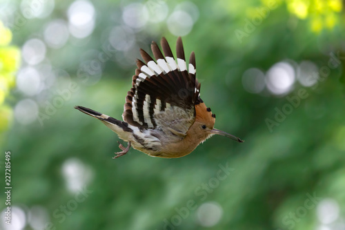 Upupa in volo nella foresta (Upupa epops) © manuel
