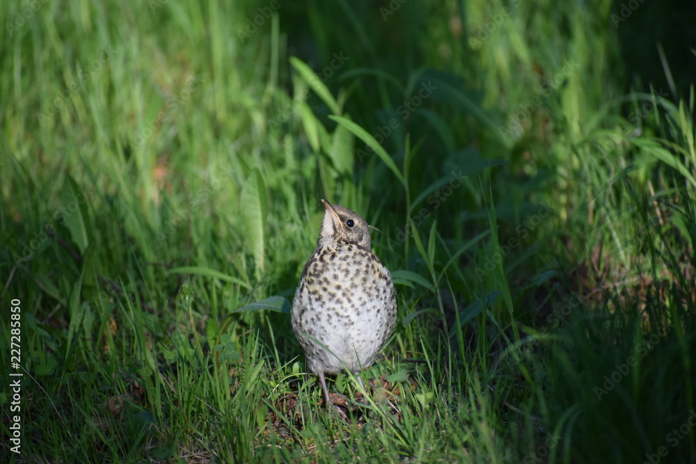 Fototapeta premium The fieldfare's (thrush's) chick