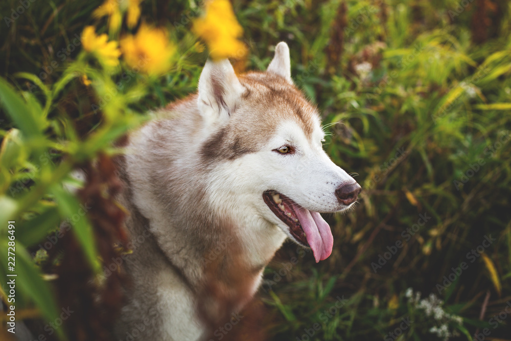 Close-up Portrait of adorable Siberian Husky dog sitting in the bright enchanting fall forest