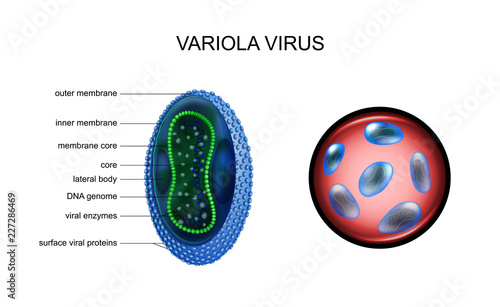 variola, smallpox virus, photo